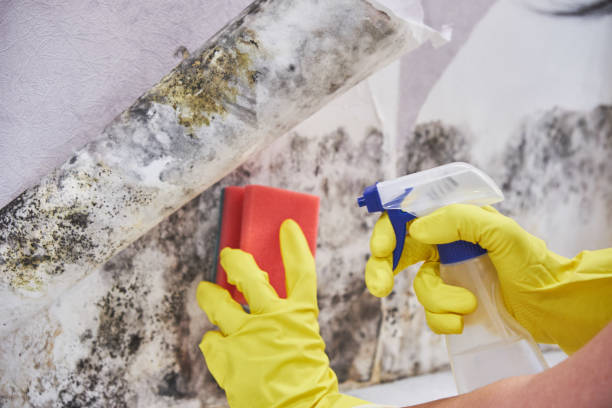 Professional Mold Removal & Remediation in Central Square, NY